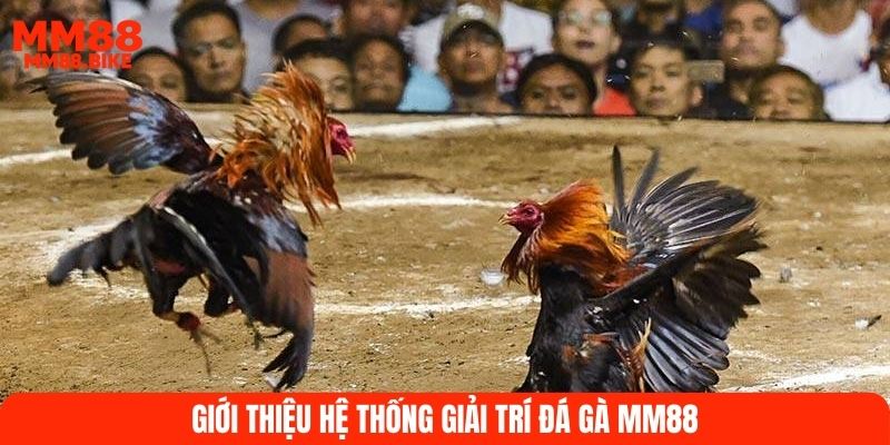 Giới thiệu hệ thống giải trí đá gà MM88