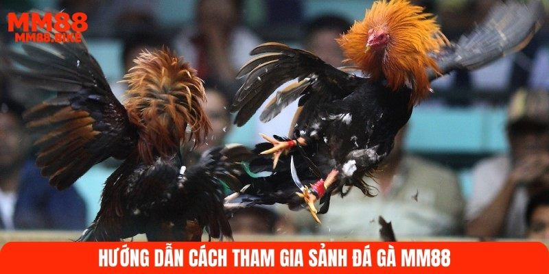 Hướng dẫn cách tham gia sảnh đá gà MM88