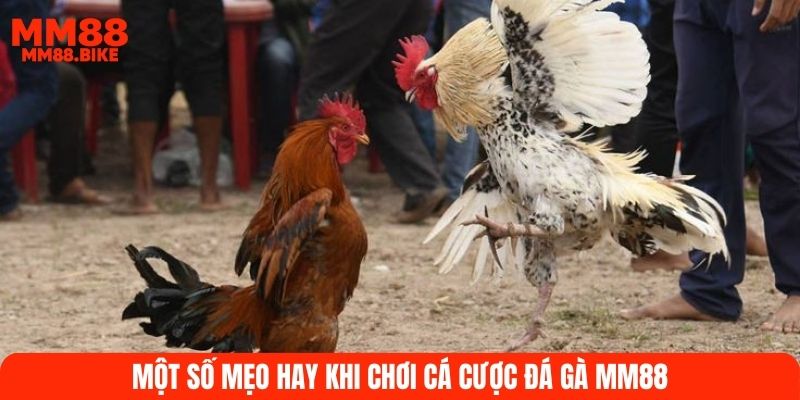 Một số mẹo hay khi chơi cá cược đá gà MM88