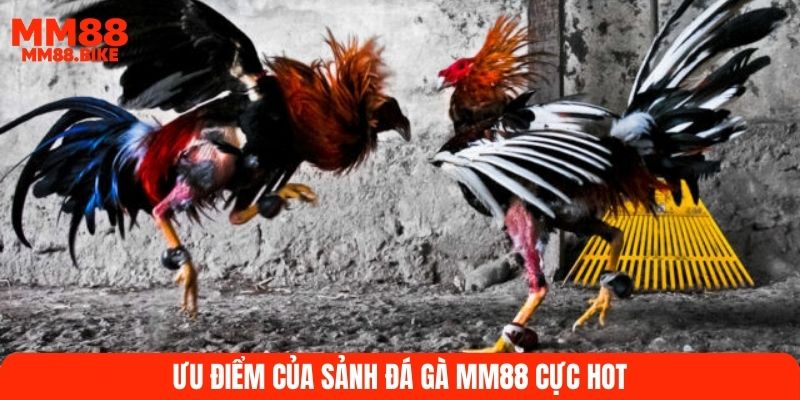 Ưu điểm của sảnh đá gà MM88 cực HOT